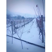 华兰德标准冰酒 酒精度5.5°总糖含量130g/L此款冰酒为葡萄在树上自然风干60天以上，冬季（12月初）人工采摘。