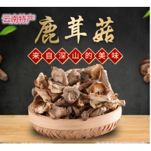 云南野生鹿茸菇
