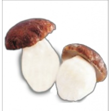 出口美味牛肝菌
